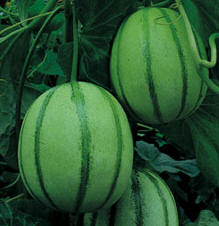 Melone12